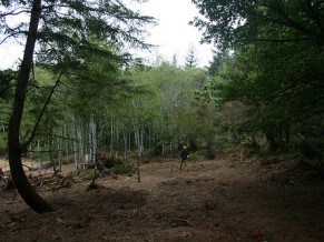 A permaculture food forest