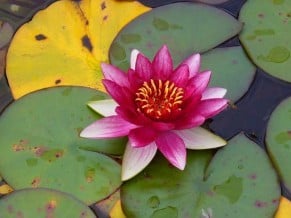 Lotus - trust test