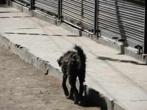 Dogs on the streets of India