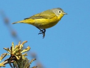Nashville Warbler