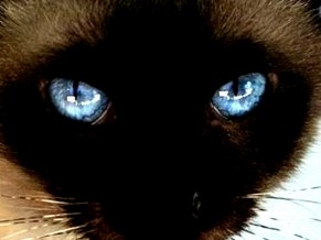 THE CAT'S MEOW: The reality of animal revenge