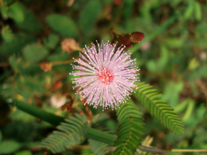 Sentient plant - Mimosa Pudica