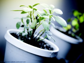 Indoor herb garden ceramic pots
