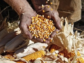 Sowing Revolution: Seed libraries offer hope for freedom of food - hands holding corn seeds