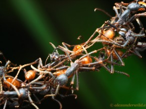 Walk with awareness: Each action moves us together or pushes us apart.- image echiton burchelli ants forming a bridge