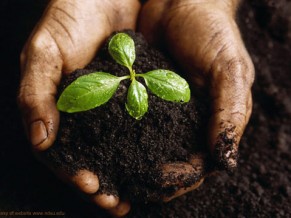 GARDEN TO LOVE: Who will remove the gloves - Hands Holding a Seedling and Soil