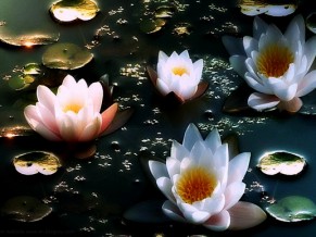lotus-mud-comfort