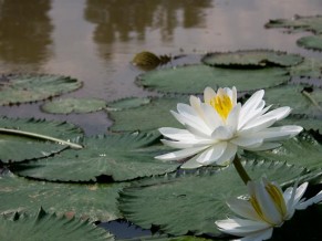Lotus - MBSR for breast cancer survivors