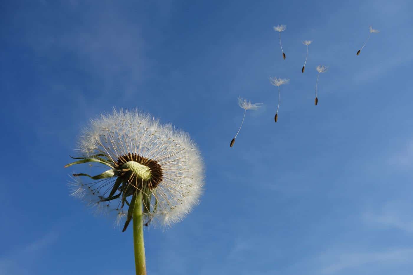 Dandelion flower - Peace is Every Step