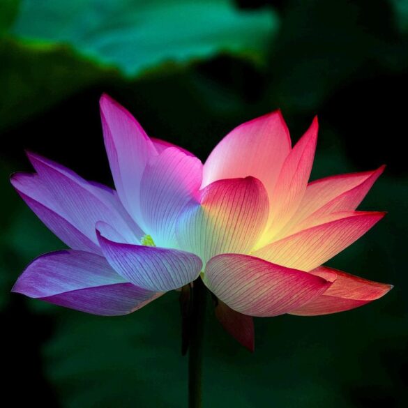 Illuminated pink lotus flower - Calming the Fearful Mind: A Zen Master's Response to Terrorism