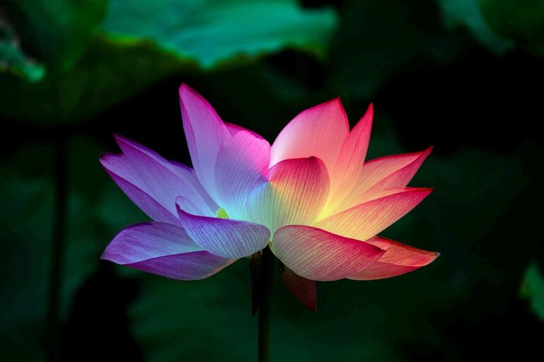 Illuminated pink lotus flower - Calming the Fearful Mind: A Zen Master's Response to Terrorism