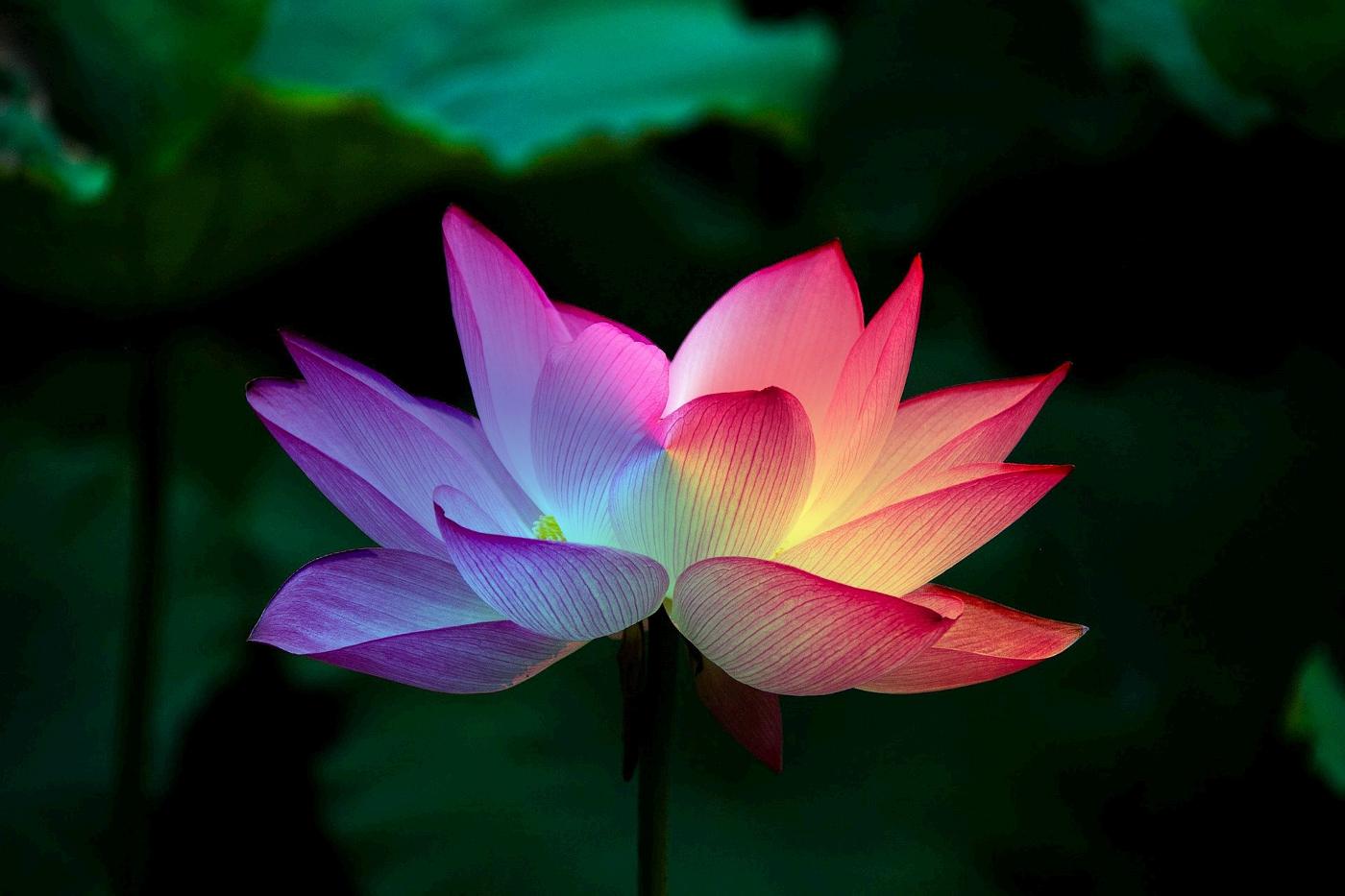 CALMING THE FEARFUL MIND: A Zen Response to Terrorism 13 Illuminated pink lotus flower - Calming the Fearful Mind: A Zen Master's Response to Terrorism