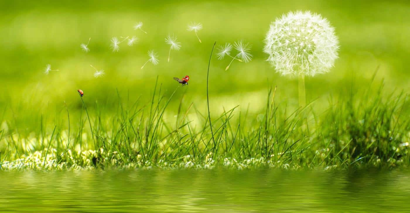 UNCOMMON QUESTIONS: A poem by Mercedes O'Leary 13 meadows bright poems