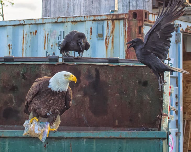 Eagle and crows fighting over food