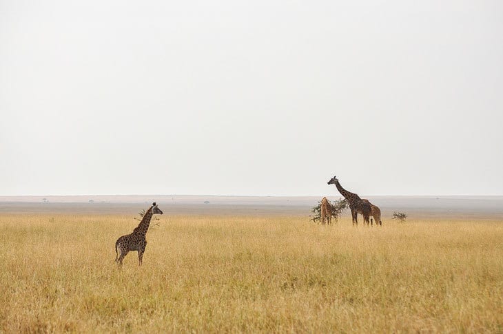 Giraffes grazing in Africa