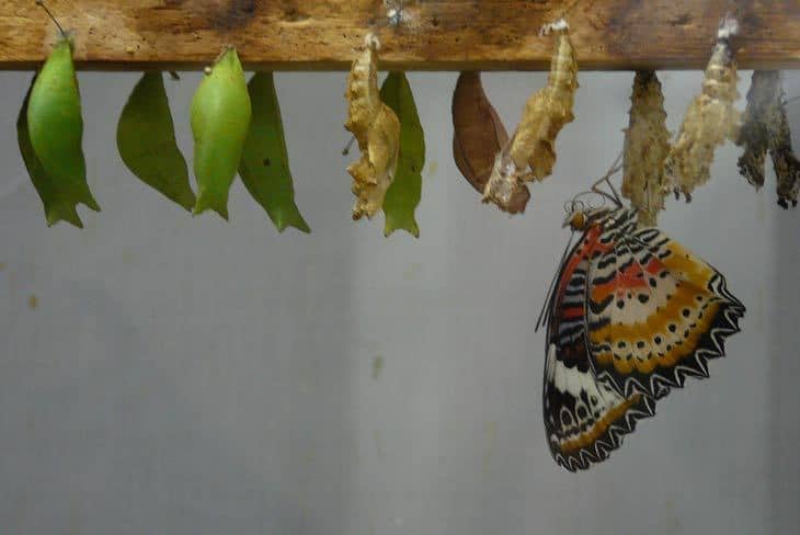 Butterfly coming out of cocoon