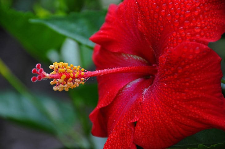 hibiscus flower