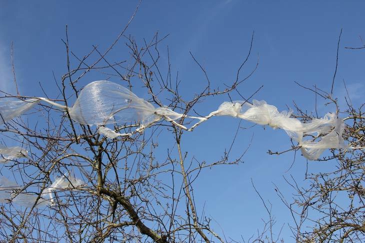 Plastic bag in tree