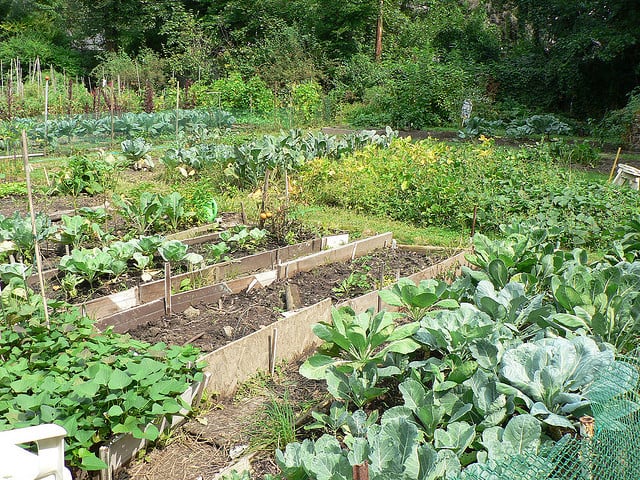 Community Garden
