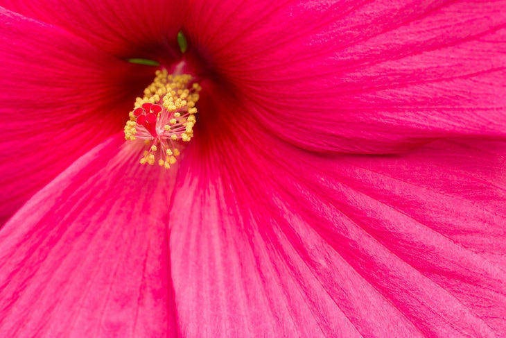 HIBISCUS TEA BENEFITS: Enjoy the health benefits of this beautiful flower 13 hibiscus flower