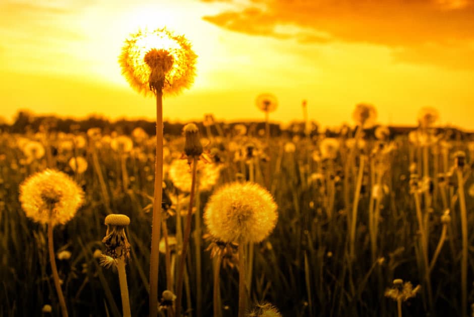DANDY-LION PRIDE: The many medicinal properties of dandelion 13 DANDY-LION PRIDE: The many medicinal properties of dandelion