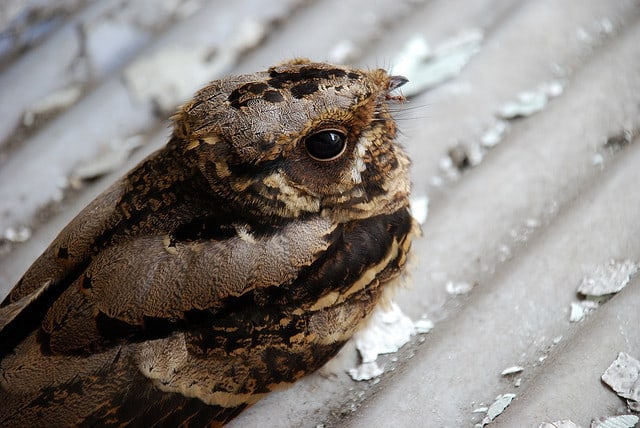 POEMS BY MIKE PERKINS: Lest They Heal, Night Whisper Sounds, and Come Look 13 image