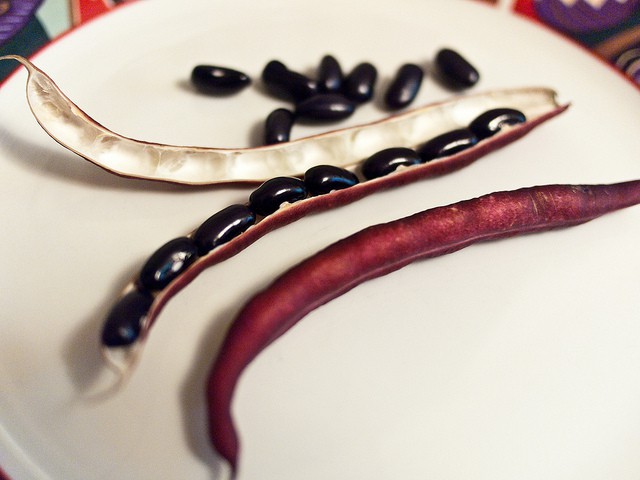 GRATITUDE FOR FOOD: How gardening can encourage greater respect for our food