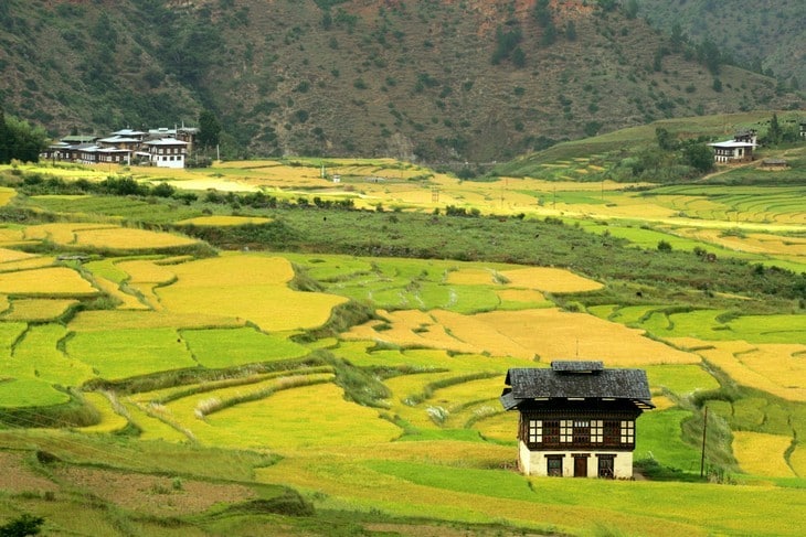 Rice fields - Bhutan