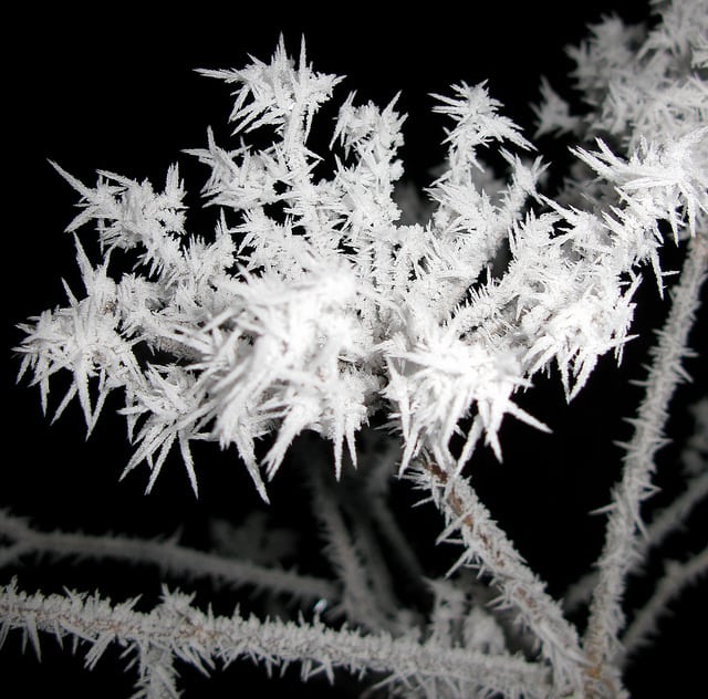 imaPOEMS BY PATRICIA BRUCE: Barren Frost, Our Sisters, and To Tastege