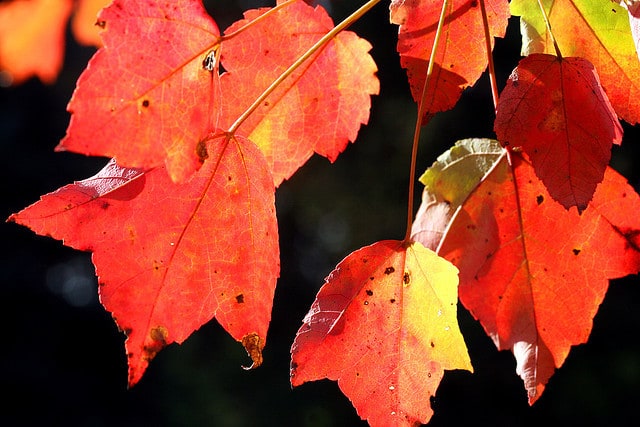 POEMS BY SUMMER FANOUS: Autumn Leaves and Survival of the Squirrel 37 image