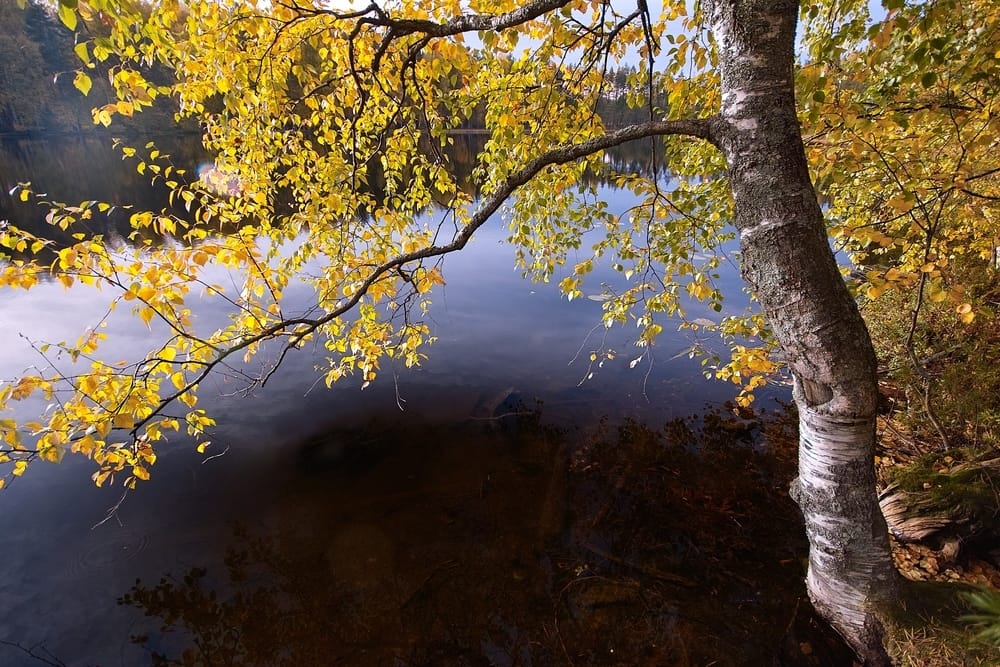 birch tree - healing work