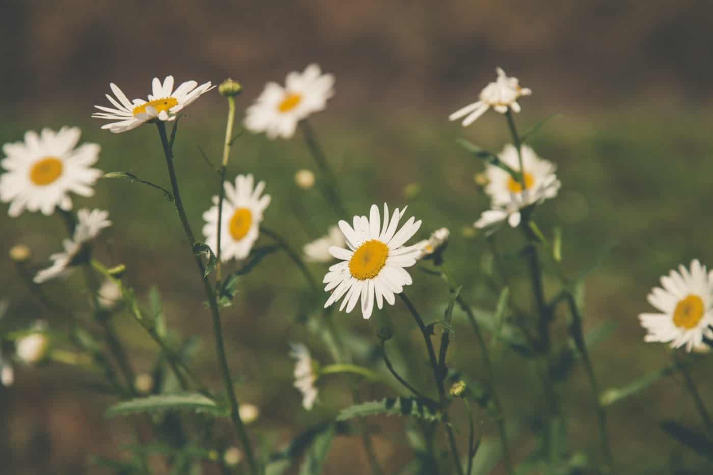 chamomile - nature's medicine