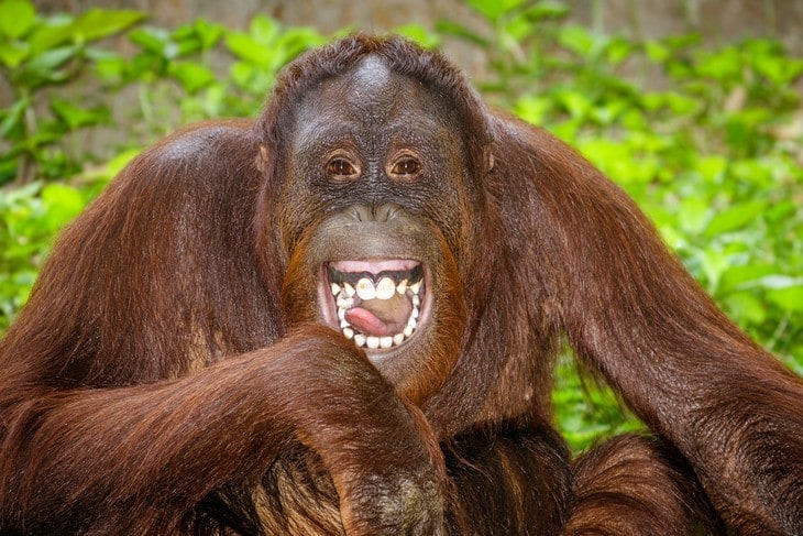 happy orangutan
