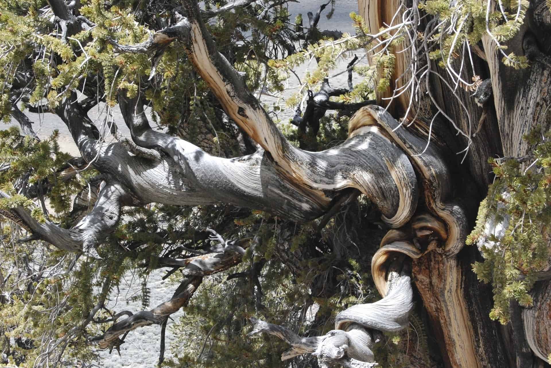 bristlecone pine - be like bristlecone