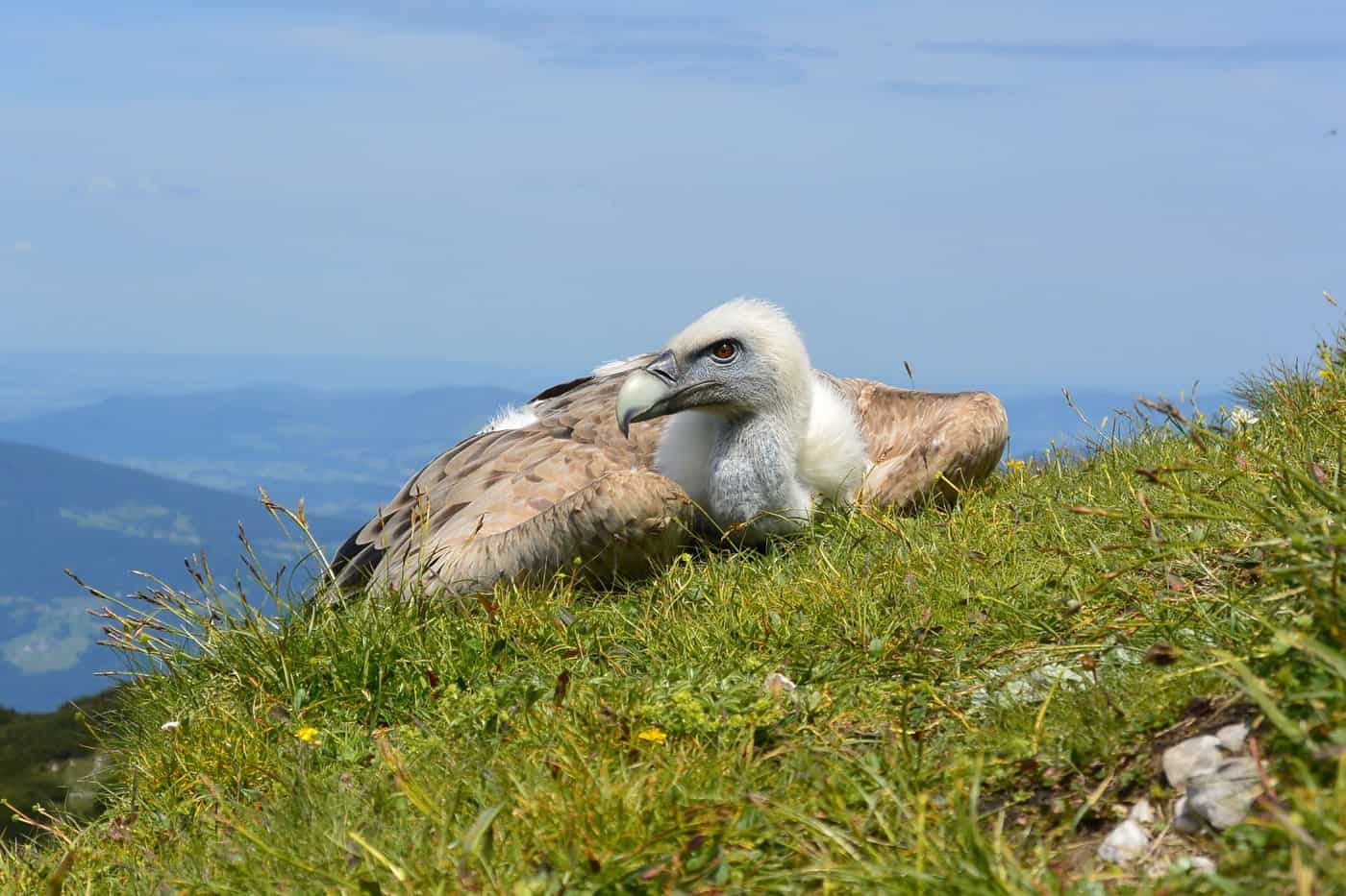 vulture - what has nature done for us