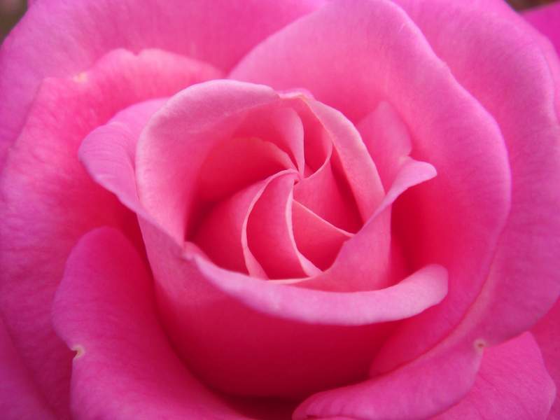 Pink rose up close - Fiction story Annie
