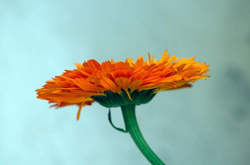 THE POWER OF HERBS: Recipes from the Healing Herbs cookbook 13 Calendula flower - Healing herbs recipe excerpts