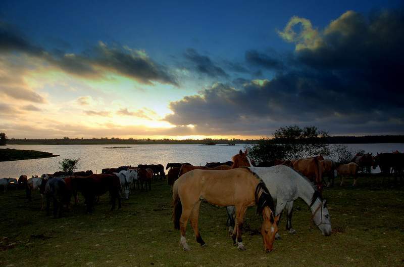 Horses - Alice Klein book review