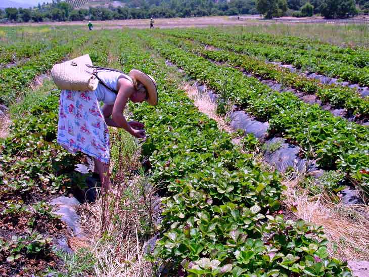 WWOOF gardeners picking berries