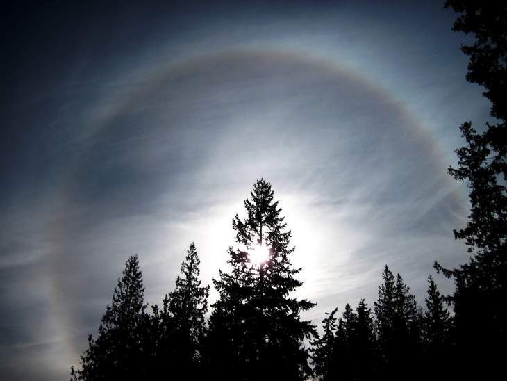 Tree halo - Fiction story Angel's Dance