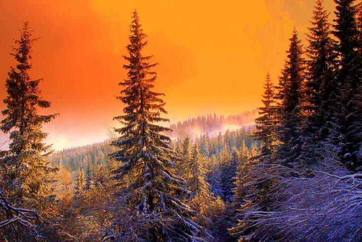 POEMS BY WILLIAM WARD: Snow on Pine, Beaver Pond, Morning Meditation at the Desert Botanical Garden 74 Forest - Poems by William Ward