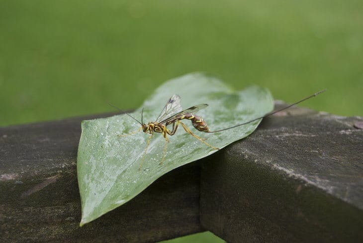 DEALING WITH DISTRACTIONS: Self-awakening to the continuum of Creation 75 leaf