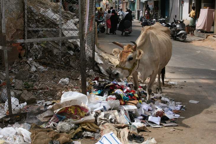 Cow with garbage - Video review of The Plastic Cow
