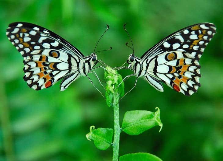 Two butterflies on plant