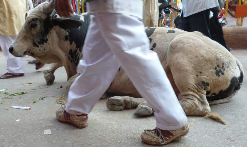 Cow on the streets in Varanasi