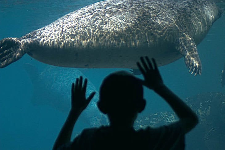 child in front of aquarium - curiosity