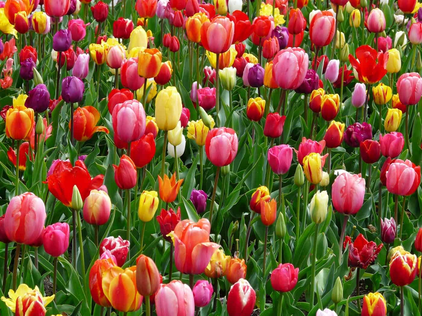 Field of tulips - Creative Commandment