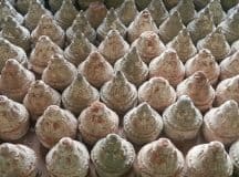 Mini chortens (stupas)