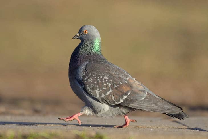 POEMS BY JOSHUA BOCHER: Performances in the Park, Weekend Itinerary, Hot Sweaty Sunday Evening 43 Pigeon walking - Joshua Bocher poetry