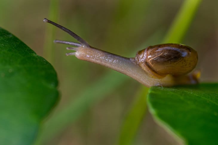 snail stretching between leaves
